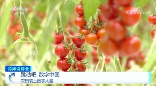 農田裝上數字大腦 農田裝上數字大腦